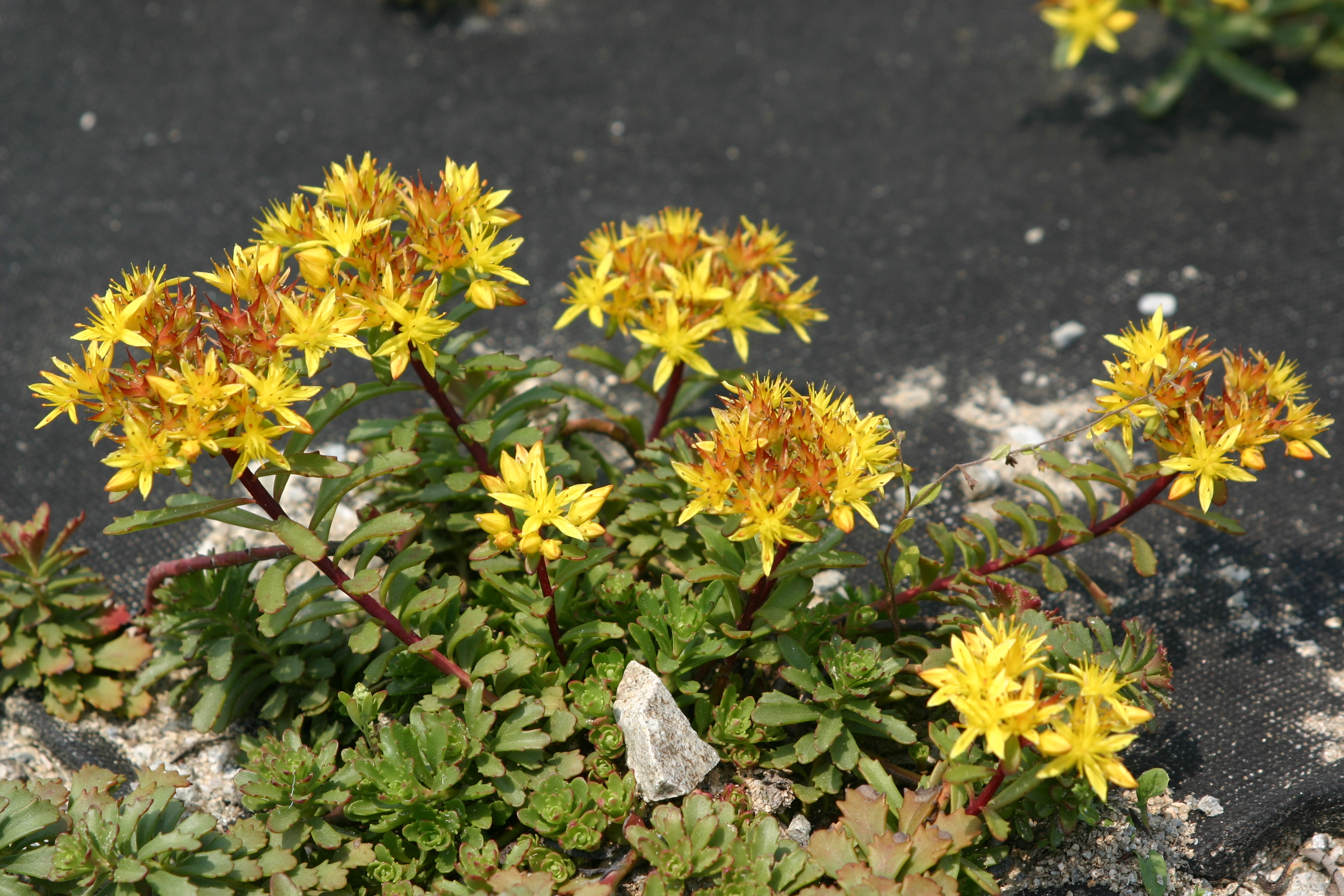 Sedum middendorffianum 'Baekdoo'